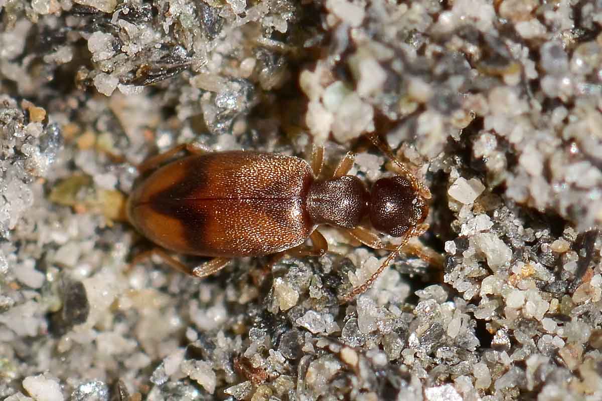 Anthicus schmidtii - Anthicidae